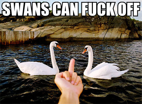 fuck_off_swans